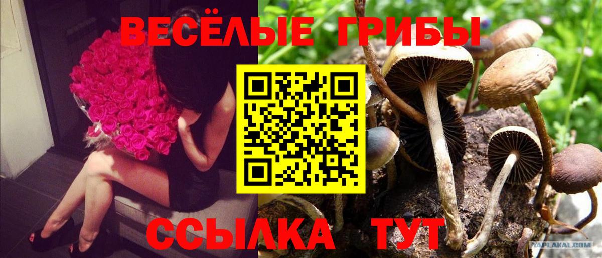 Солнечногорск  Псилоцибиновые грибы GOLDEN TEACHER  Вход с VPN 